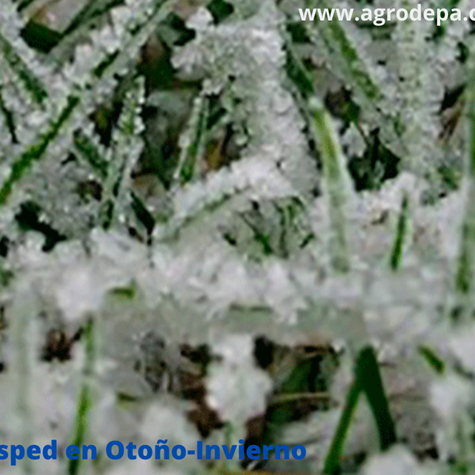 cesped-en-otoño-invierno