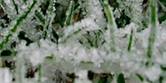 cesped-en-otoño-invierno