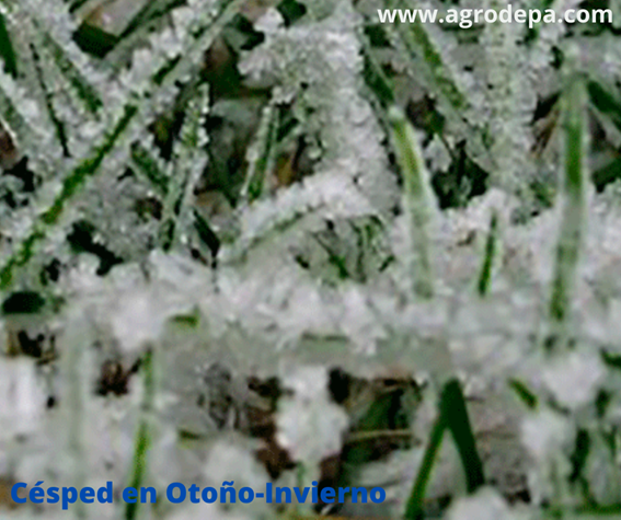 cesped-en-otoño-invierno