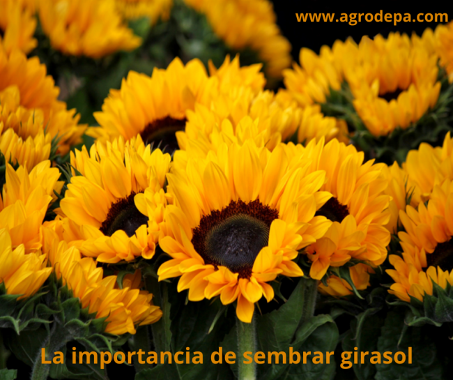 La importancia de sembrar girasol