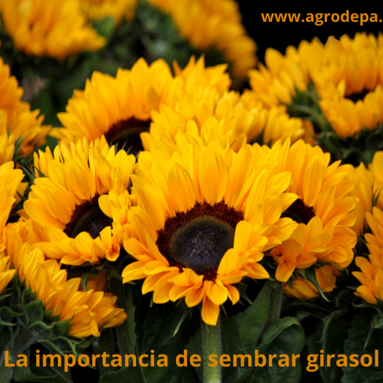 La importancia de sembrar girasol