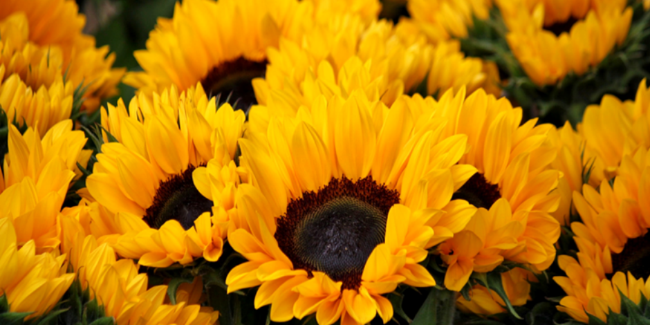 La importancia de sembrar girasol